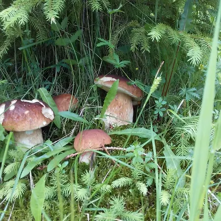 лісова хатинка Kelechin