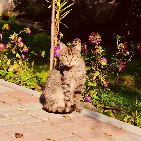 лісова хатинка Appartement