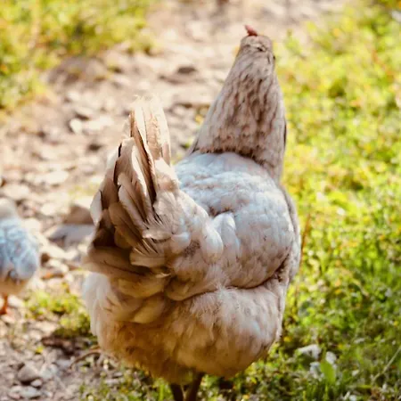 Appartement лісова хатинка