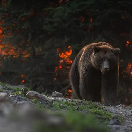 лісова хатинка Kelechin