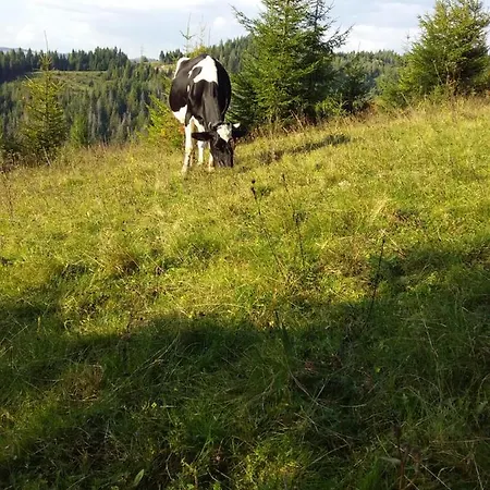 лісова хатинка Kelechin