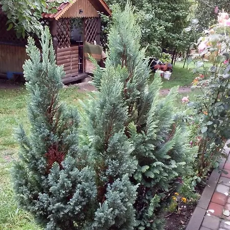 лісова хатинка