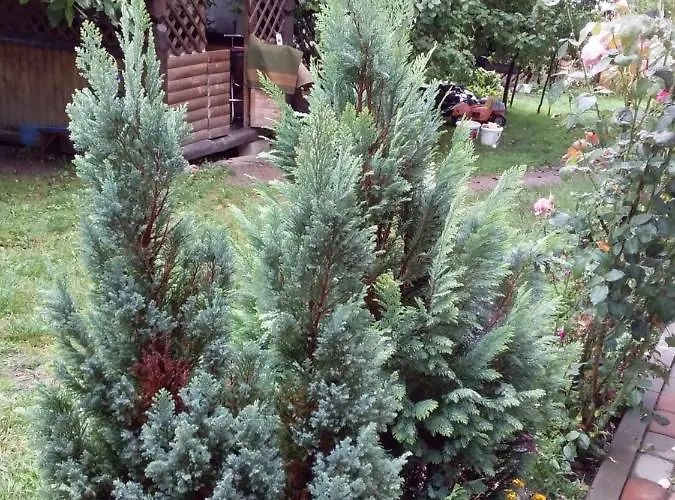 лісова хатинка